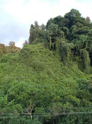 Проживание в семье GUESTHOUSE Батуми-0